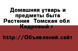 Домашняя утварь и предметы быта Растения. Томская обл.,Кедровый г.